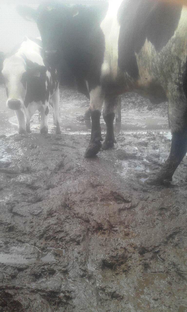 Сельское хозяйство в Беларуси - "высокотехничное".