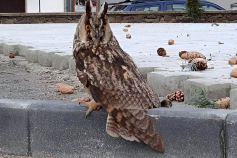 Сова в Пинске возле места, где спилили ели