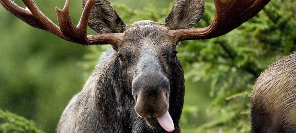 лось, зверь, дикие животные, беларусь, лоси