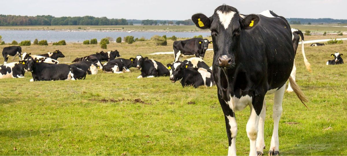 Коровы, выпас, пастбище