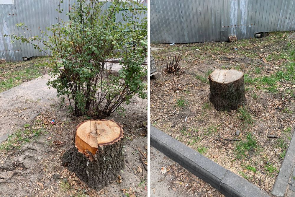 Пеньки от спиленных деревьев во дворе дома на бульваре Космонавтов в Бресте. Фото из соцсетей