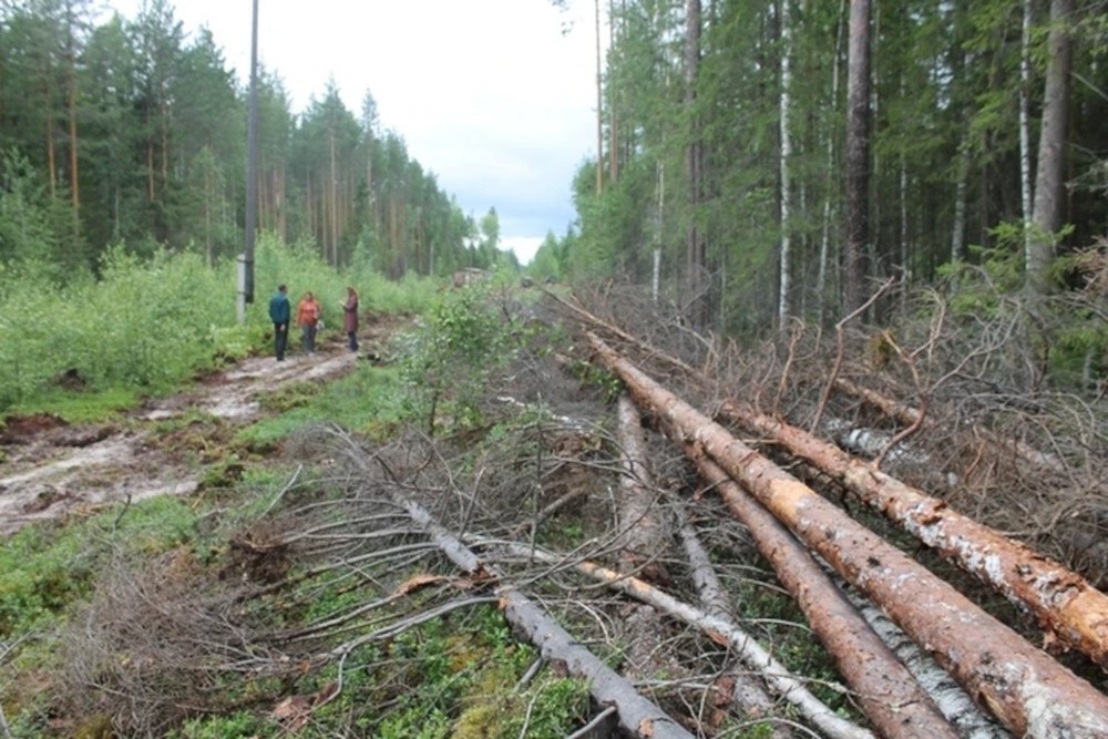 Беларус снял гниющий лес и оказался на "сутках"