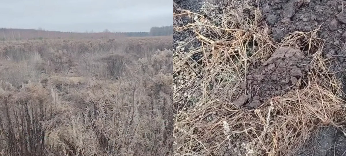 выкапанное поле