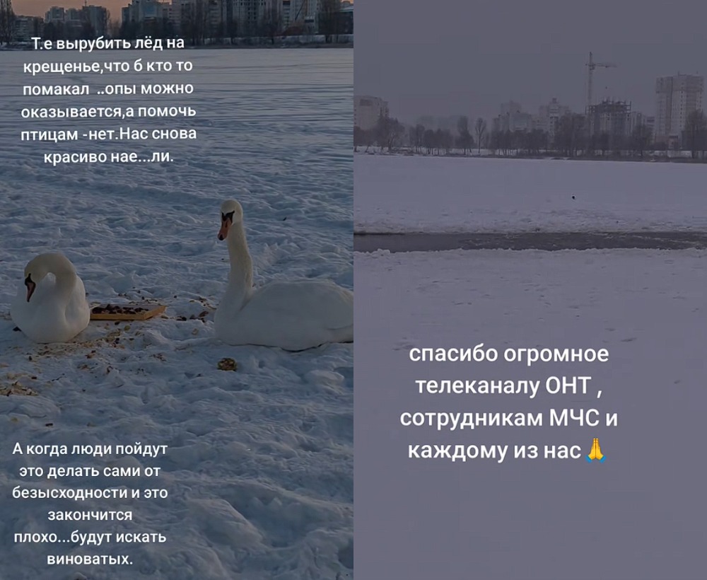 лебеди на озере 