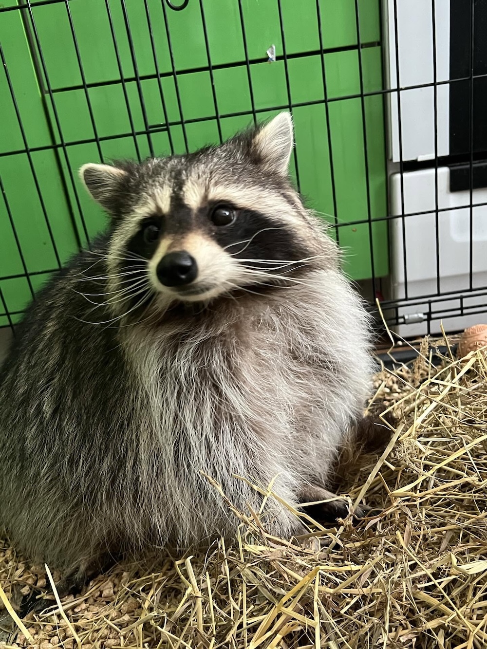 Енот Василиса.