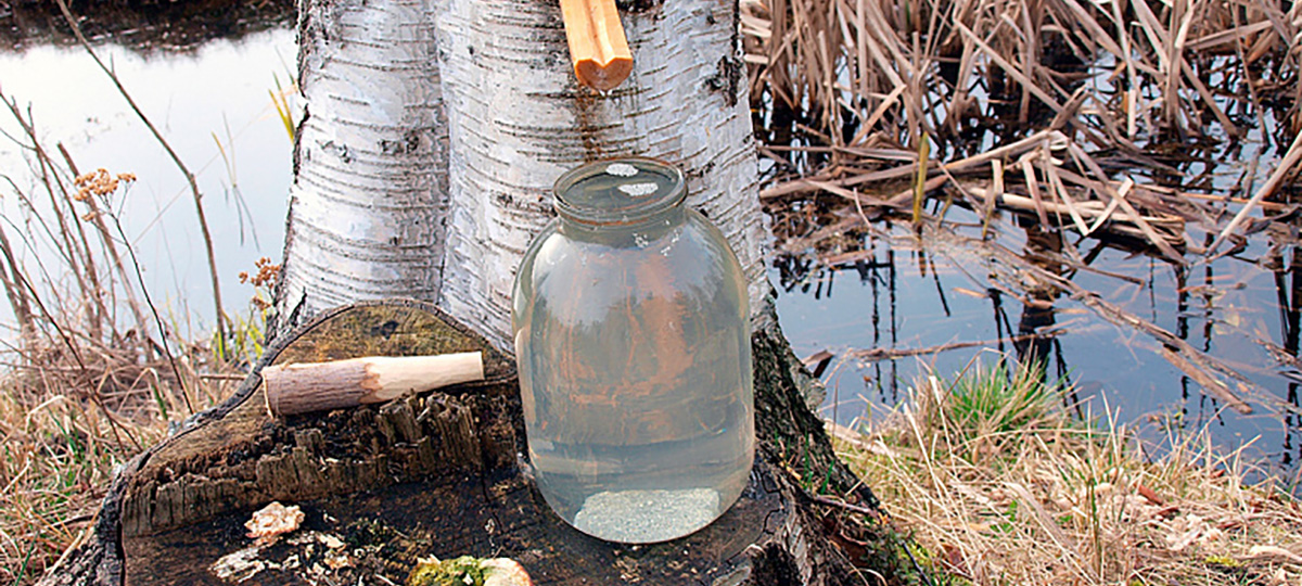 сок дерева березы