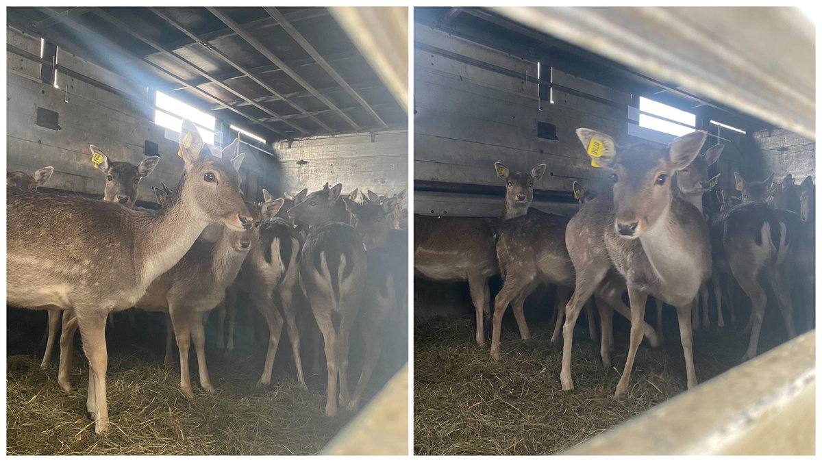 Благородные олени в Ганцевичском районе, которых выпустили на волю.