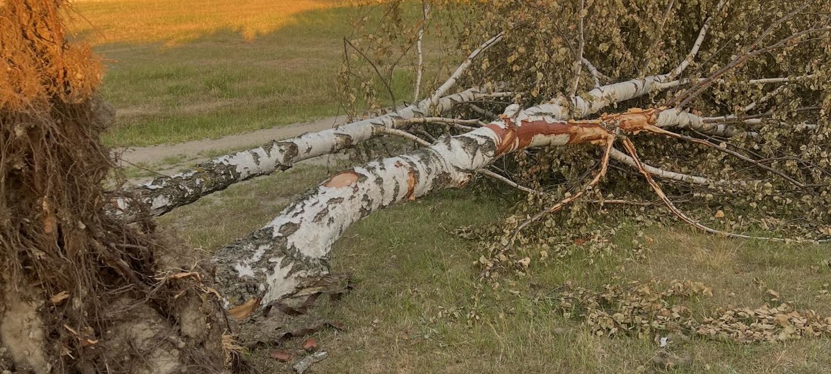 Выкорчеванные березы возле БрГТУ. Фото из Threads
