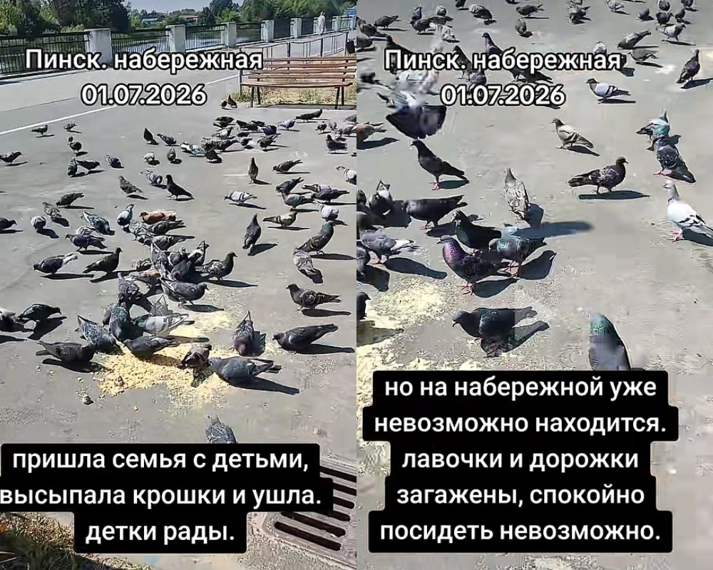 подкармливание голубей
