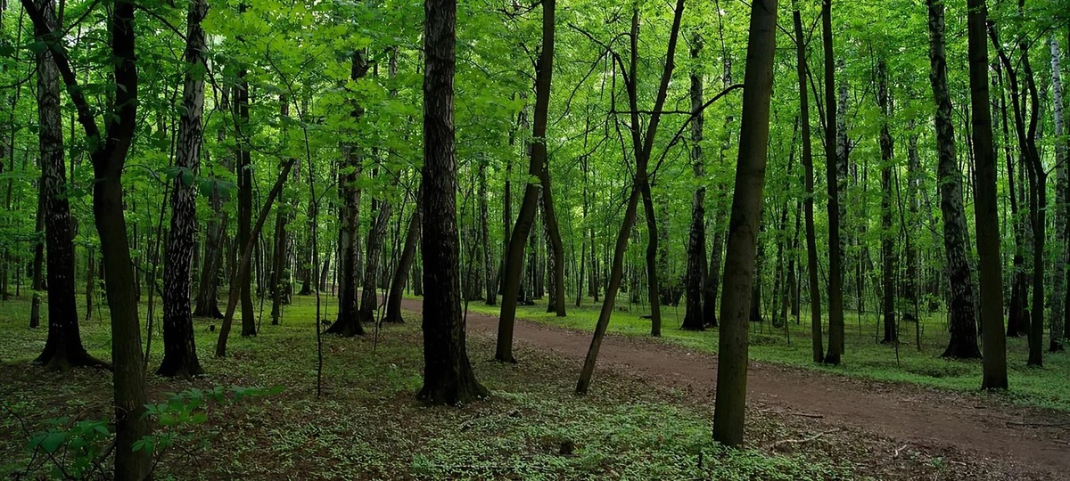 Дубровенский лесопарк в Бресте. Фото из яндекс-карт